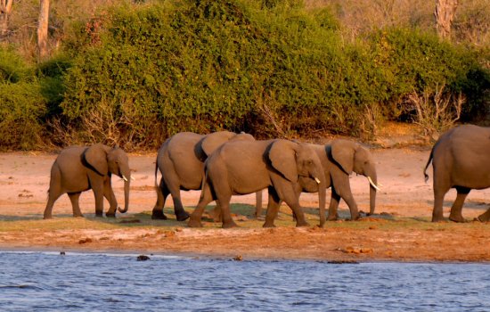 Botswana Safari Holiday